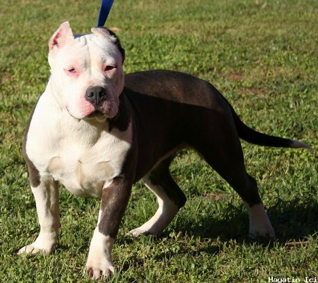 Pitbull Köpeğinin Tarihi ve Özellikleri