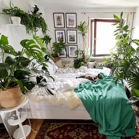 Yatak odasına koymak için 6 bitki