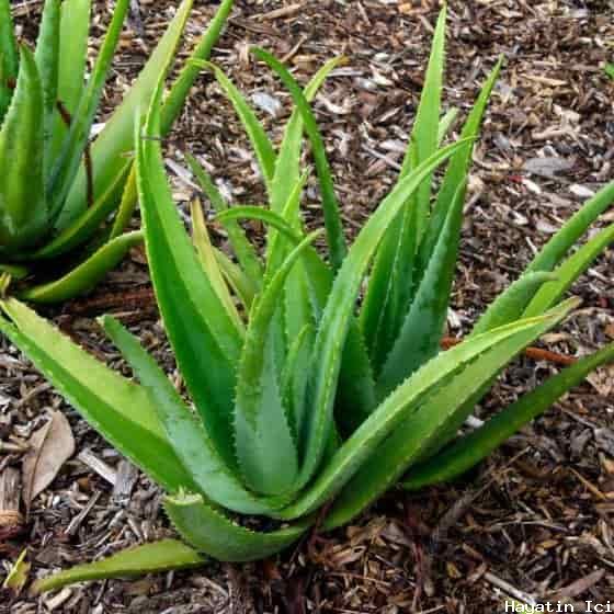 Aloe Vera için 40 İnanılmaz Kullanım