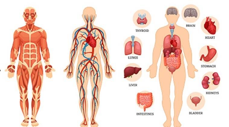 İnsan anatomisi