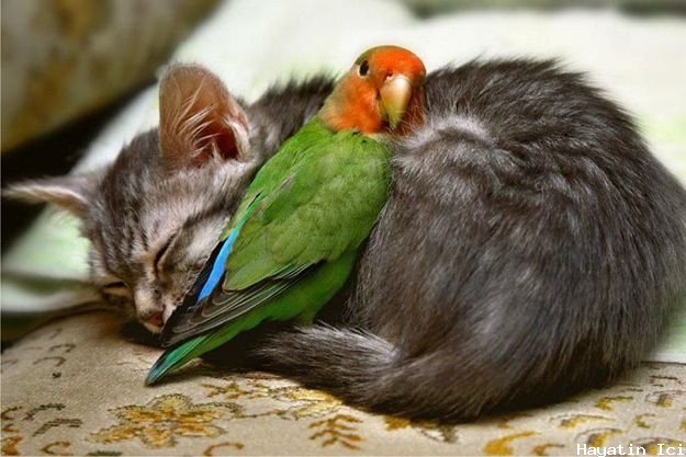 Kediler ve Kuşlar Birlikte Yaşayabilir mi?