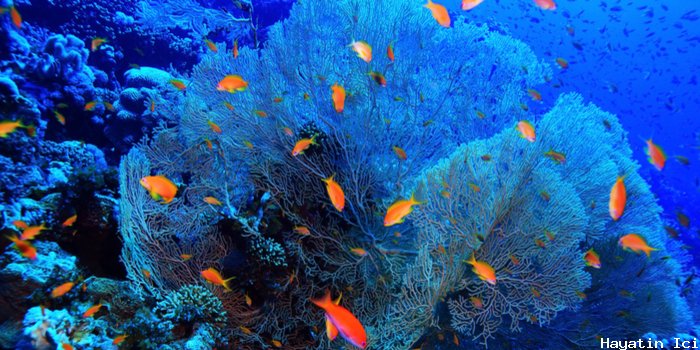 Hırvat denizaltı dünyasının güzelliği