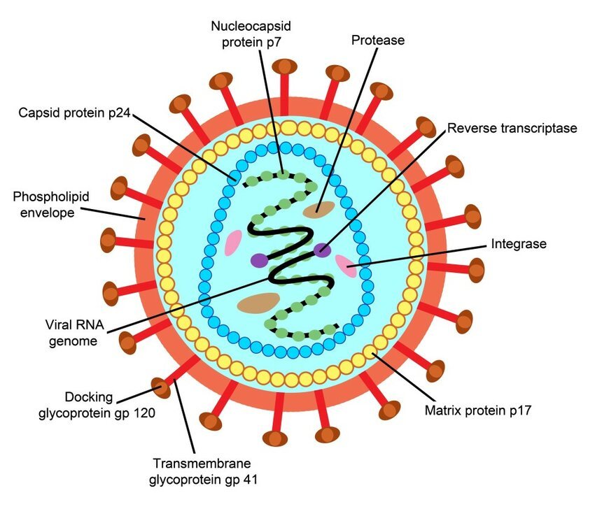 HIV ve AIDS Nedir?