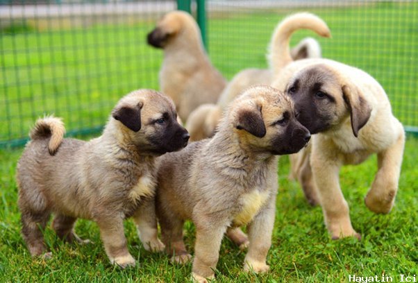 Türk Yerli Köpek Irkları