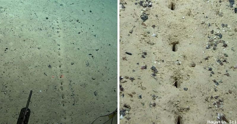 Okyanus tabanında garip delikler bulundu