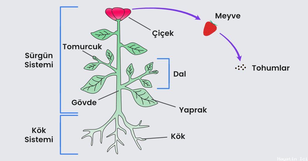 Bitkilerin Yapısı ve İşlevleri