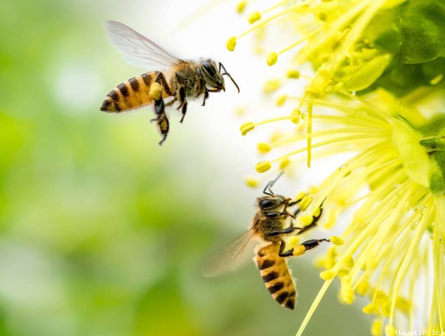 Arılar nasıl bal yapar?