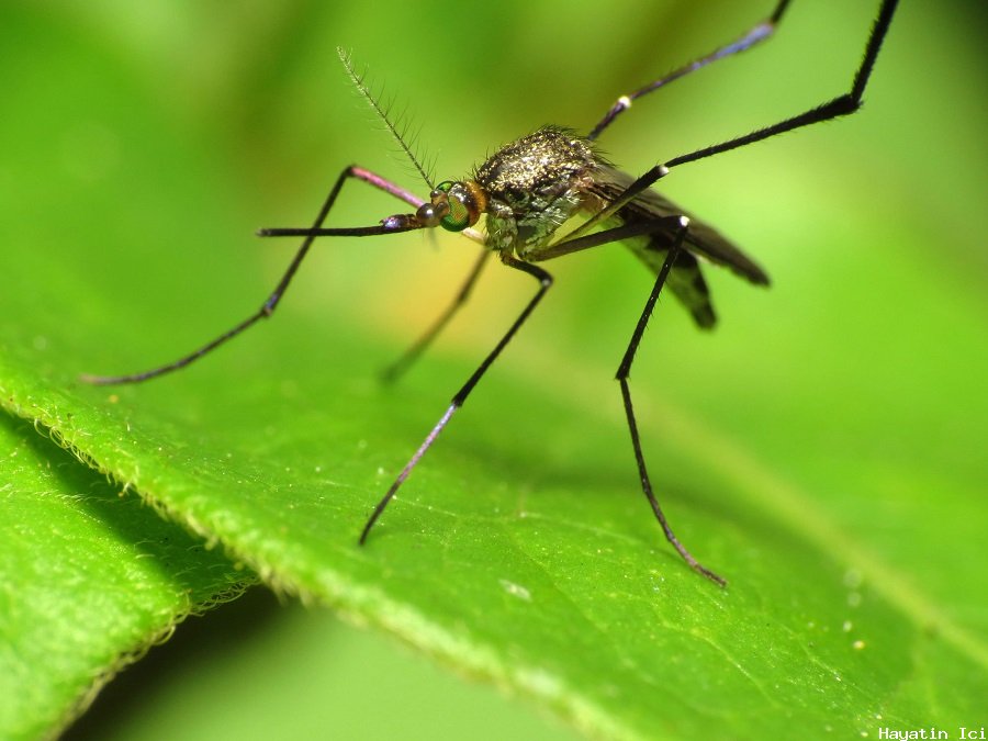 Bilim adamları neden bazı insanların sivrisinek mıknatısları olduğunu keşfettiler