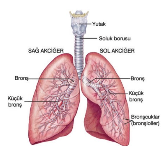 Solunum Sistemi Nedir?