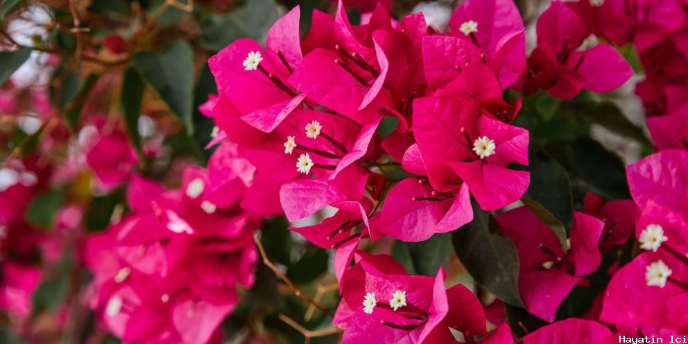 Begonvil ( Bougainvillea ) Dikmek İçin En İyi Zaman ve Bakımı