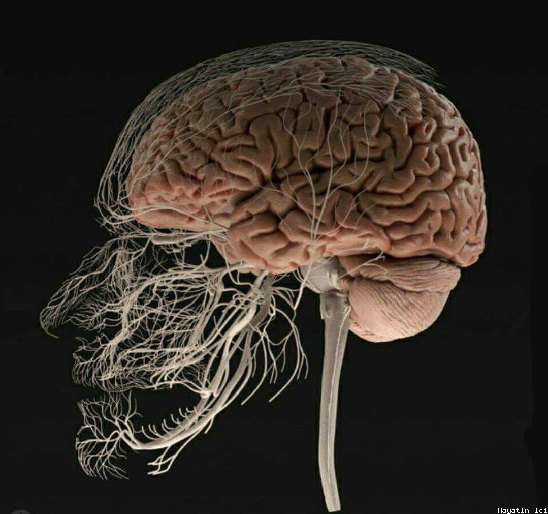 Çalışmalar kafatasını beklenmedik beyin bağışıklığı kaynağı olarak ortaya koyuyor