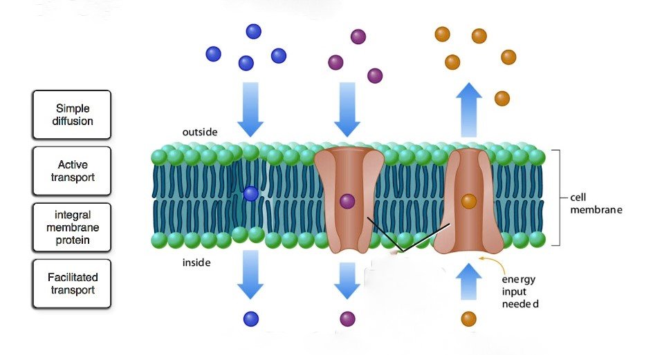 Moleküllerin Hücre Zarı Boyunca Taşınması