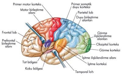 Beyin işlevini artıracak 12 yiyecek