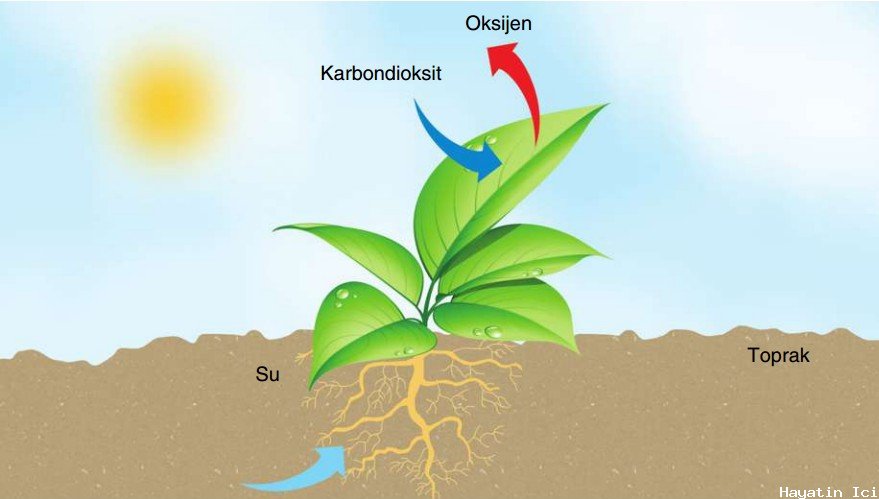 Fotosentez Nedir ve Nasıl Gerçekleşir?