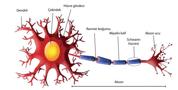 Sinirin Mekanizması ve İşlevi