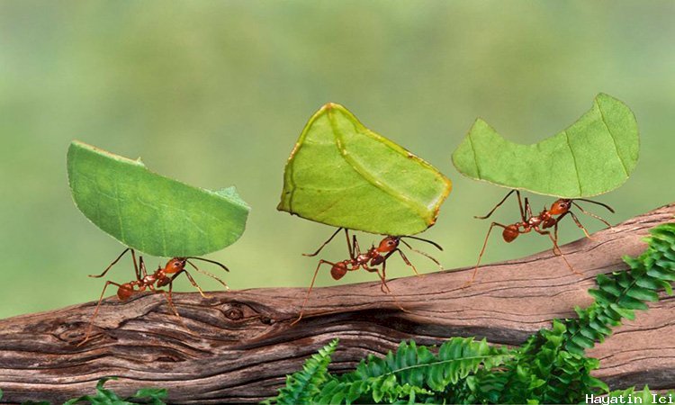 Karıncaların Gizemli Hayatı