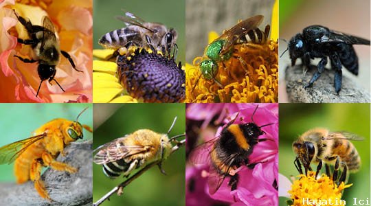 En yaygın arı türleri nelerdir?