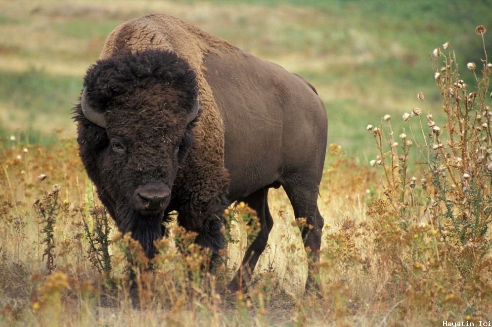 Amerikan Bizonu