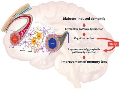 Beynin enkazının boşaltılması, farelerde Alzheimer tedavilerini geliştirir