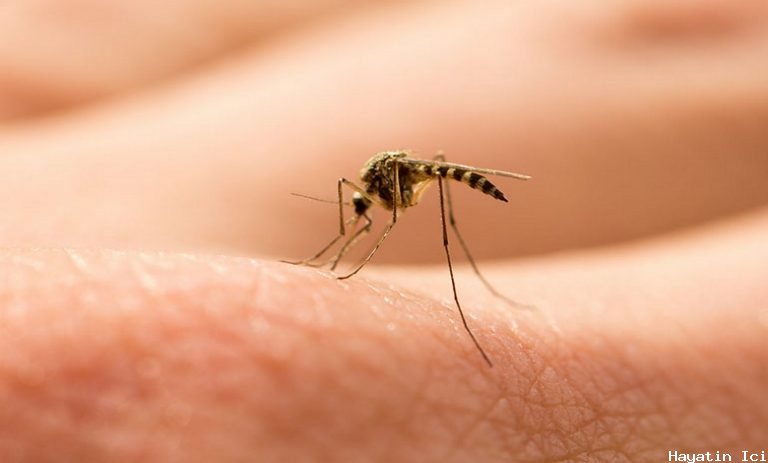 Zika Virüsü Nedir?