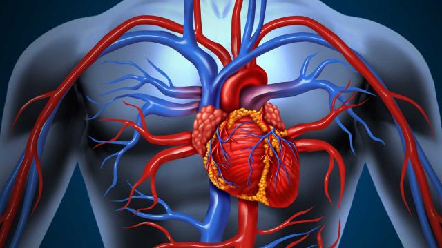 Beyin ve Kalp Sağlığı