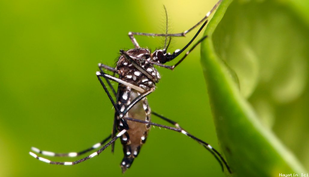 ABD'de piyasaya sürülen ilk genetiği değiştirilmiş sivrisinekler