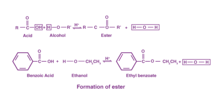 Ester oluşumu 